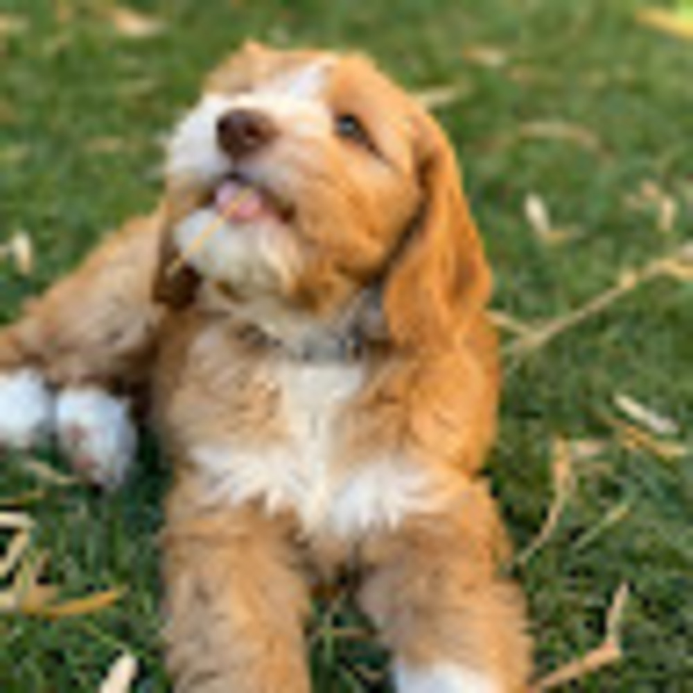 Meet your Posher, Luca